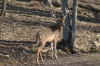 2011 club deer 2.jpg (372044 bytes)