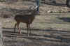 2011 club deer.jpg (469499 bytes)