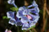1blue flower.jpg (93858 bytes)