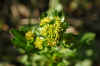 1gold flower.jpg (155775 bytes)