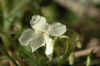 1white flower.jpg (125983 bytes)