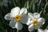 1white orange blue flower.jpg (98305 bytes)