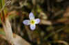 1yellow blue flower.jpg (70205 bytes)