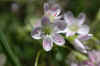 1yellow green flower.jpg (78556 bytes)