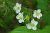 2006flowers (1).JPG (130071 bytes)