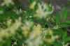 2006flowers (2).JPG (159035 bytes)