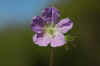 2006flowers (3).JPG (591657 bytes)