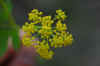 2006flowers.JPG (130764 bytes)