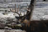 DSC_0004 copy.jpg (75296 bytes)