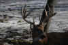 DSC_0006 copy.jpg (62179 bytes)