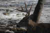DSC_0007 copy.jpg (61880 bytes)