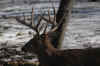 DSC_0008 copy.jpg (66436 bytes)