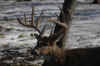 DSC_0009 copy.jpg (64223 bytes)