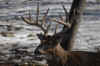 DSC_0011 copy.jpg (71819 bytes)