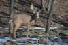 DSC_0014 copy.jpg (127608 bytes)