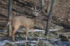 DSC_0015 copy.jpg (127325 bytes)