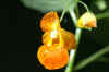Tuesday flower.jpg (90066 bytes)
