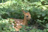 babydeer copy.jpg (190950 bytes)