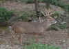 big buck.jpg (230085 bytes)