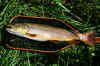 bigfish100.jpg (283094 bytes)