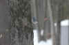 bird.jpg (128496 bytes)