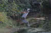 blue Heron.jpg (193915 bytes)
