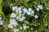 bluetinyflowers.jpg (296981 bytes)