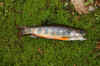 brookindex.jpg (241508 bytes)