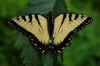 butterfly.jpg (64479 bytes)