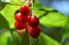 cherry.jpg (63809 bytes)