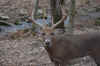 club deer1.jpg (78349 bytes)
