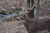 club deer2.jpg (89400 bytes)