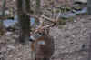 club deer3.jpg (83726 bytes)