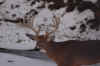 deer 2009 (1).jpg (46056 bytes)