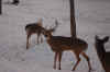 deer 2009 (2).jpg (52589 bytes)
