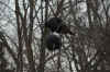 deer 2009.jpg (119952 bytes)