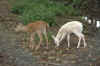 deer.jpg (221118 bytes)
