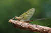 femdrake2006.jpg (86571 bytes)