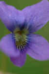 flower1.jpg (41476 bytes)