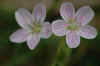 flower2.jpg (31519 bytes)