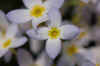 flower3.jpg (33597 bytes)