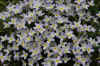 flower4.jpg (87641 bytes)