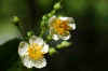 flower5.jpg (47209 bytes)