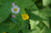 flowers.jpg (39140 bytes)