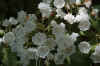 flowerswhite.jpg (98225 bytes)