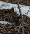 grouse.jpg (210966 bytes)