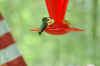 hbird.jpg (122293 bytes)