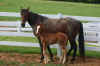 horses.jpg (157912 bytes)