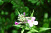 karen flower.jpg (162761 bytes)