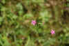 karenf1.jpg (81495 bytes)
